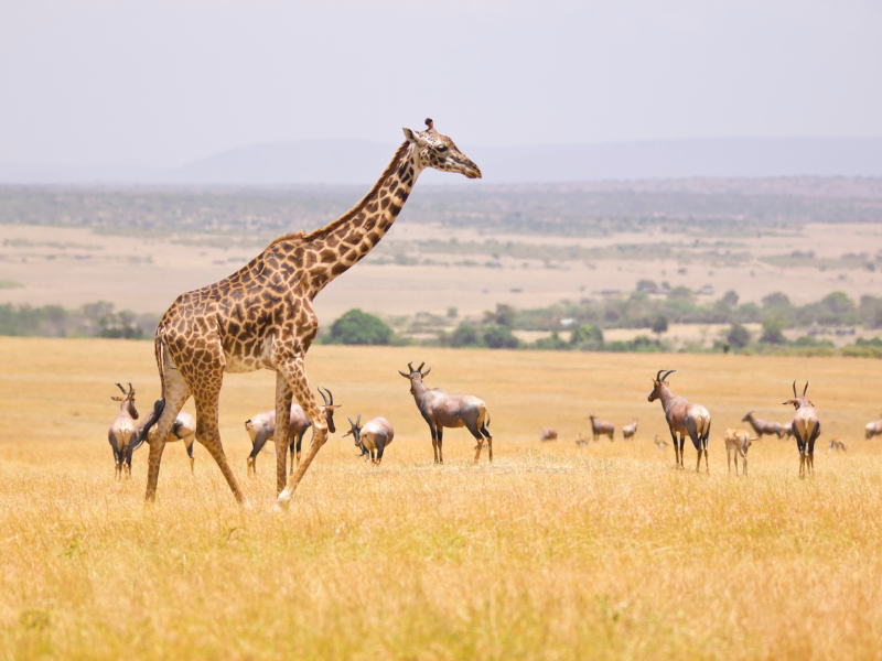 FROM MASAI MARA TO MOMBASA — 10